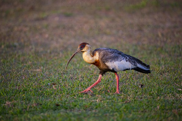 White-necked Ibis (Theristicus caudatus hyperorius) Pantanal Brazil