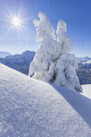 Winter landscape and snow-covered trees in front of mountains, winter, Sonnenstern, Tegelberg, Ammergau Alps, Upper Bavaria, Bavaria, Germany, Europe