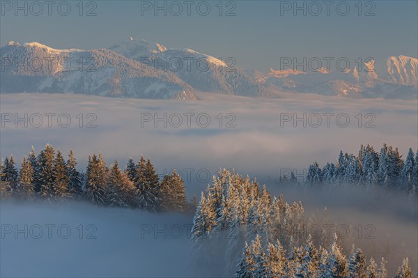 Mountain peak above clouds in the evening light, snow, winter, forest, view from Blomberg to Bavarian Alps, Upper Bavaria, Bavaria, Germany, Europe
