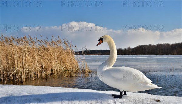 KI generated, animal, animals, bird, birds, biotope, habitat, a, individual, winter, ice, snow, water, reeds, blue sky, foraging, wildlife, seasons, mute swan (Cygnus olor)