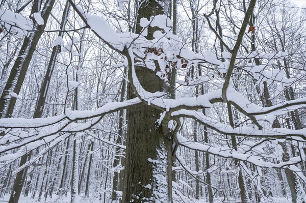 Snow-covered deciduous forest in winter, branches of copper beech (Fagus sylvatica) covered with snow, Hainich National Park, Thuringia, Germany, Europe