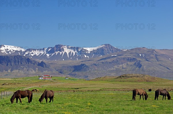 Icelandic horses in a vast landscape, high, snow-covered mountains, Snaefelsnes, Iceland, Europe
