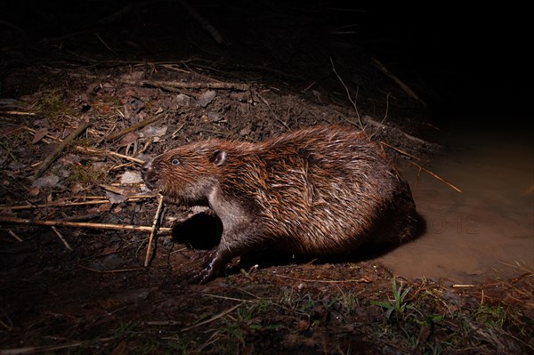 European beaver (Castor fiber) at the beaver lodge, Thuringia, Germany, Europe