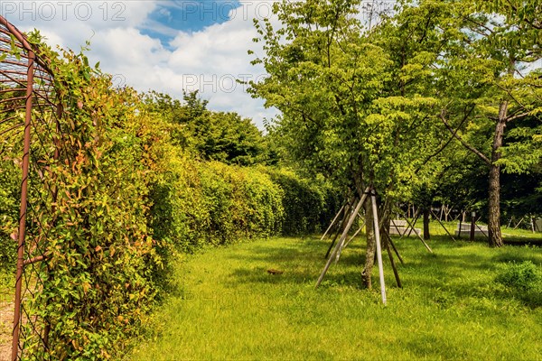 Exterior wire structure covered with vines next to trees in field of lush green grass in public park in South Korea