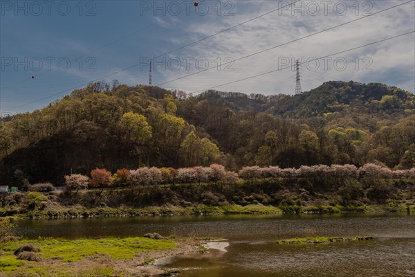 River landscape with row of cherry blossom trees on far bank under blue cloudy sky