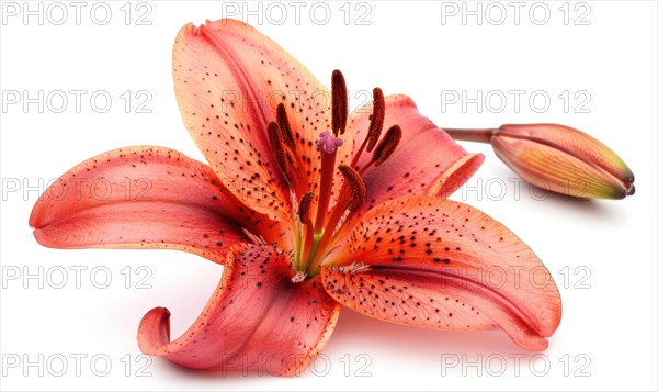 Pink lily flower on white background. Flat lay, top view AI generated