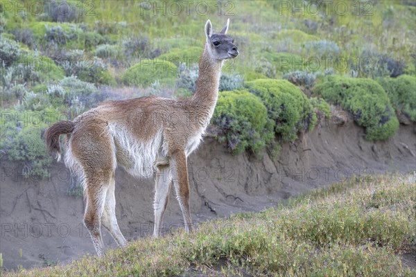 Guanaco (Llama guanicoe), Huanako, Torres del Paine National Park, Patagonia, End of the World, Chile, South America