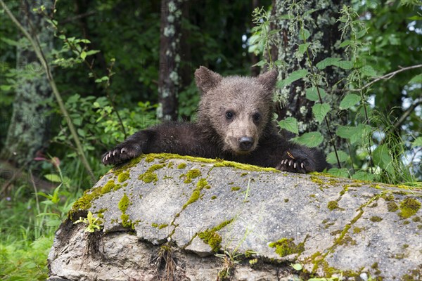 A curious brown bear young looks over a moss-covered stone, European brown bear (Ursus arctos arctos), young, Transylvania, Carpathians, Romania, Europe