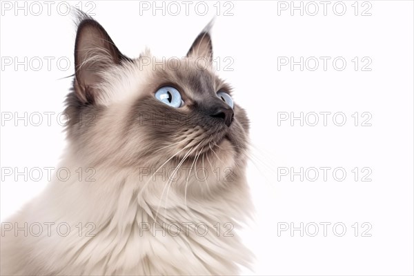 Portrait of Balinese cat on white background. KI generiert, generiert AI generated