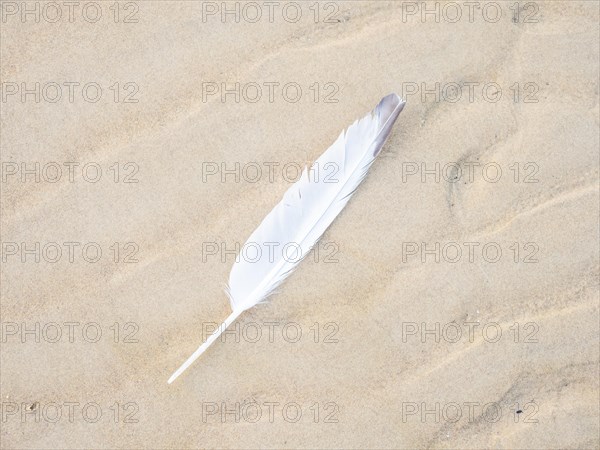 Feather of a seagull on the beach, Lopar, island Rab, Croatia, Europe