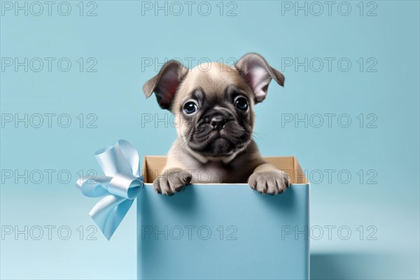 Cute dog puppy in blue gift box. KI generiert, generiert AI generated