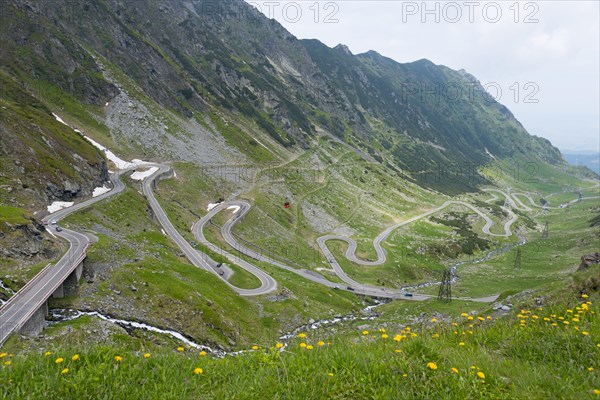 A winding road runs through a mountainous landscape with yellow wildflowers, Balea River, mountain road, Transfogarasan High Road, Transfagarasan, TransfagaraÈ™an, FagaraÈ™ Mountains, Fagaras, Transylvania, Transylvania, Transylvania, Ardeal, Transilvania, Carpathians, Romania, Europe