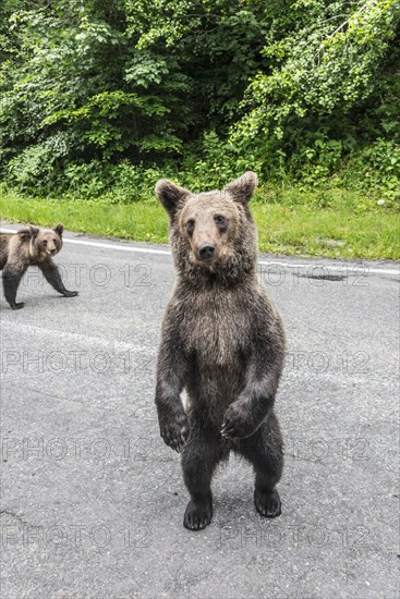 A young brown bear standing on two legs on a road, with green areas in the background, European brown bear (Ursus arctos arctos), Transylvania, Carpathians, Romania, Europe