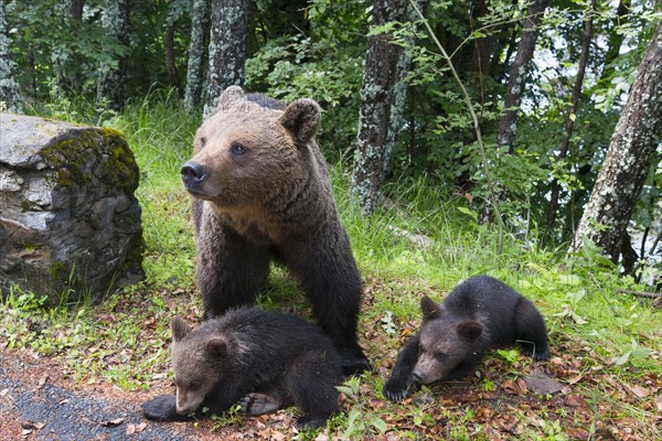 Brown bear with two cubs on the ground at the edge of the forest, European brown bear (Ursus arctos arctos), cubs, Transylvania, Carpathians, Romania, Europe