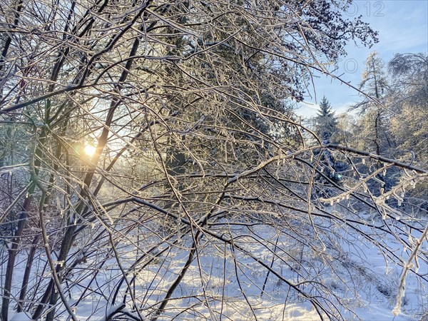 Shrub with ice-covered branches, black ice, Liederbach, Dillendorf, Rhineland-Palatinate, Germany, Europe