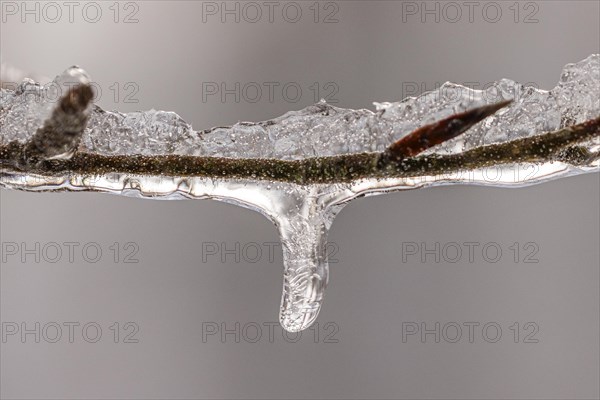 Tiny icicles on a beech branch in winter, Close Up, Lindensee, Ruesselsheim am Main, Hesse, Germany, Europe