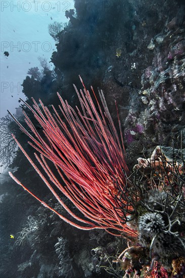 Shrub or rod gorgonian (Ellisella ceratophyta), Wakatobi Dive Resort, Sulawesi, Indonesia, Asia