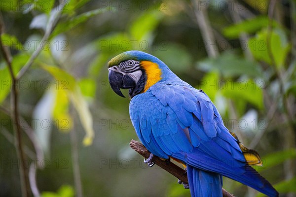 Blue and yellow macaw (Ara ararauna) Pantanal Brazil