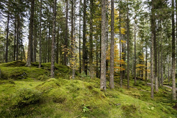 Spruce forest and moss, near Hinterzarten, Black Forest, Baden-Wuerttemberg, Germany, Europe