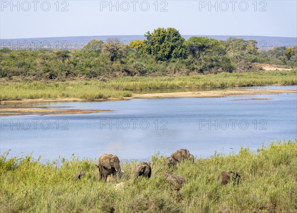 African elephants (Loxodonta africana), on the banks of the Sabie River, Kruger National Park, South Africa, Africa