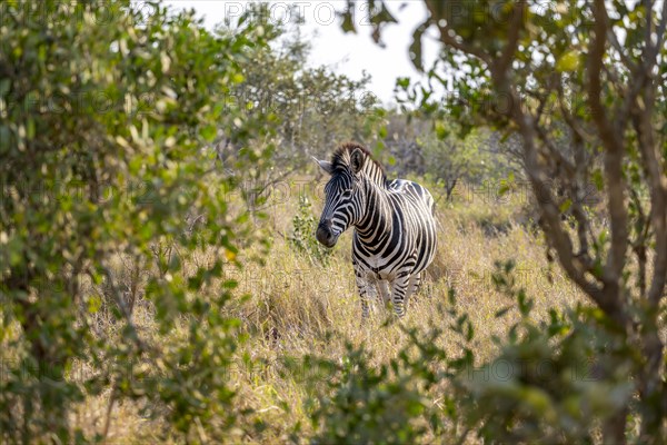 Plains zebra (Equus quagga) in dry grass, African savannah, Kruger National Park, South Africa, Africa