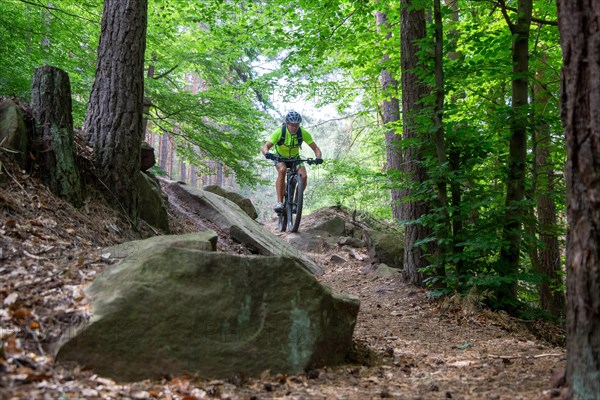 Mountain bikers on a descent in the Palatinate Forest near Weinbiet in the Palatinate Forest, Germany, Europe