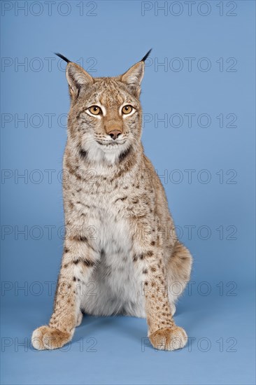 Eurasian lynx (Lynx lynx), sitting, captive, studio shot