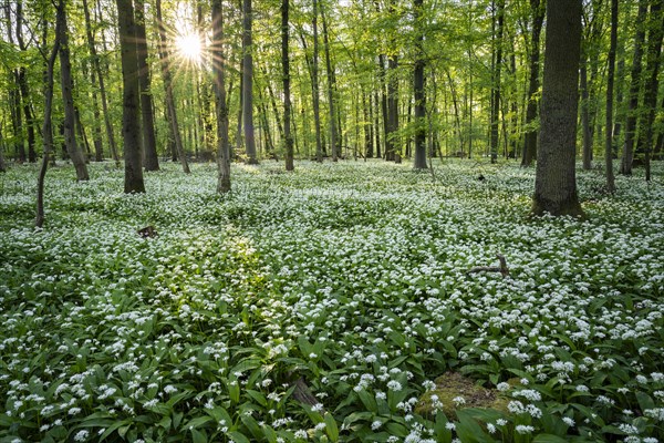 A deciduous forest with white flowering ramson (Allium ursinum) in spring in the evening sun with a sun star. Rhine-Neckar district, Baden-Wuerttemberg, Germany, Europe