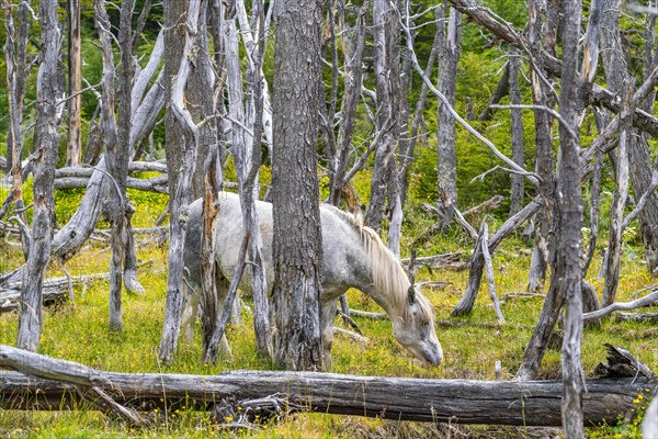 Horse, grey, grazing between dead trees, Tierra del Fuego National Park, Tierra del Fuego Island, Patagonia, Argentina, South America