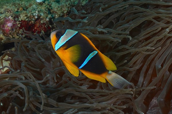 Allard's clownfish (Amphiprion allardi) in its splendour anemone (Heteractis magnifica), Sodwana Bay National Park dive site, Maputaland Marine Reserve, KwaZulu Natal, South Africa, Africa