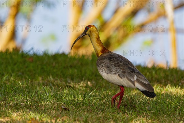 White-necked Ibis (Theristicus caudatus hyperorius) Pantanal Brazil