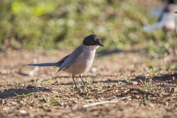 Blue magpie (Cyanopica cooki), Extremadura, Castilla La Mancha, Spain, Europe