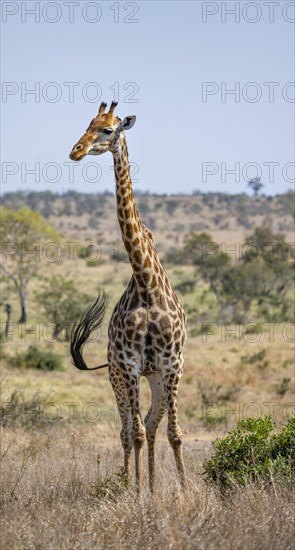 Southern giraffe (Giraffa giraffa giraffa), standing in dry grass, African savannah, Kruger National Park, South Africa, Africa
