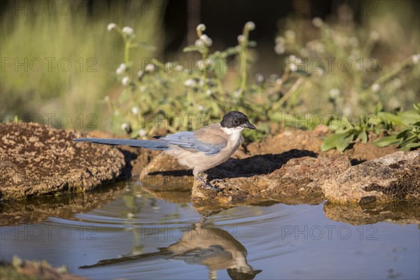 Blue magpie (Cyanopica cooki), Extremadura, Castilla La Mancha, Spain, Europe