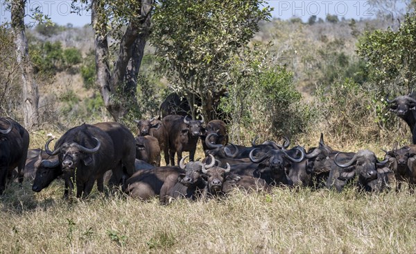 Herd of african buffalo (Syncerus caffer caffer) lying in dry grass, African savannah, Kruger National Park, South Africa, Africa