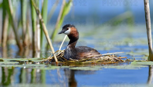 Ai generated, animal, animals, bird, birds, biotope, habitat, a, individual, swims, waters, reeds, blue sky, foraging, wildlife, water lilies, summer, seasons, red-necked grebe (Podiceps grisegena), sits, nest, Europe, juvenile