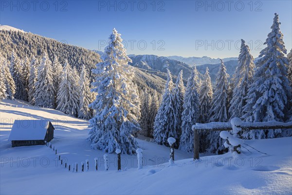 Hut in front of trees in snowy mountain landscape, winter, Hoernle, Ammergau Alps, Upper Bavaria, Bavarian Alps, Bavaria, Germany, Europe