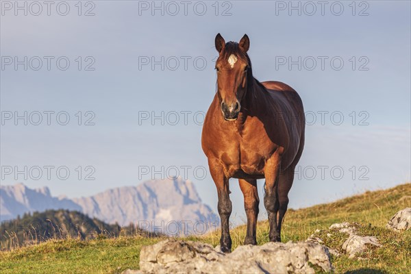 Horse standing on alpine meadow in front of mountains, frontal, cold blood, morning light, summer, Simetsberg, behind Zugspitze, Bavarian Alps, Upper Bavaria, Bavaria, Germany, Europe