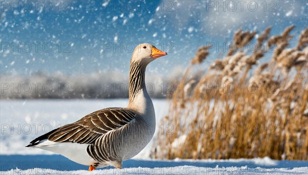 Ai generated, animal, animals, bird, birds, biotope, habitat, an, individual, water, reed, blue sky, foraging, wildlife, winter, snow, ice, snows, seasons, greylag goose (Anser anser)