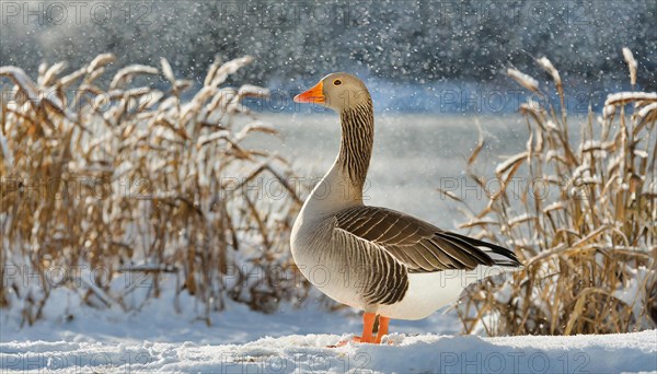 Ai generated, animal, animals, bird, birds, biotope, habitat, an, individual, water, reed, blue sky, foraging, wildlife, winter, snow, ice, snows, seasons, greylag goose (Anser anser)