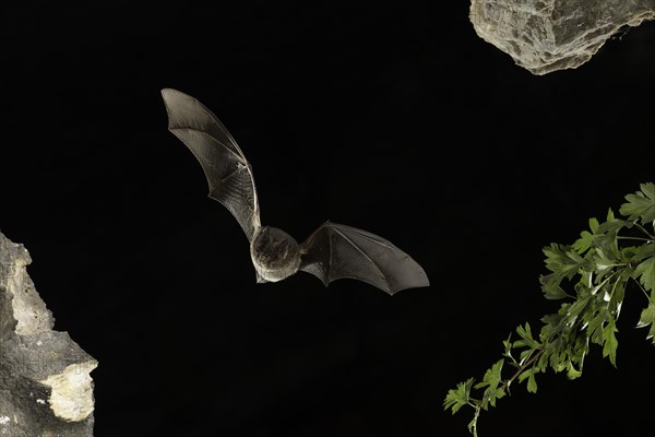 Western barbastelle (Barbastella barbastellus) in flight, Thuringia, Germany, Europe