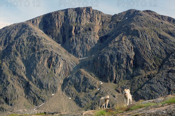Sled dogs in a rugged mountain landscape, Sisimuit, Greenland, Denmark, North America