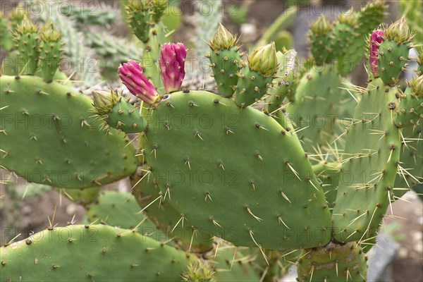 Mediterranean cactus (Ficus indica), Botanical Garden, Erlangen, Middle Franconia, Bavaria, Germany, Europe