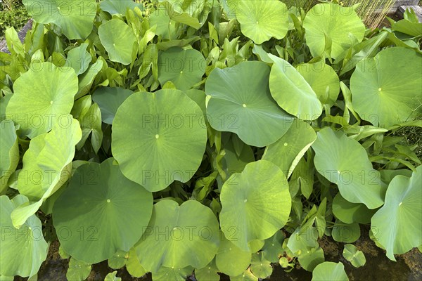 Leaves of the lotus (Nelumbo), Botanical Garden, Erlangen, Middle Franconia, Bavaria, Germany, Europe