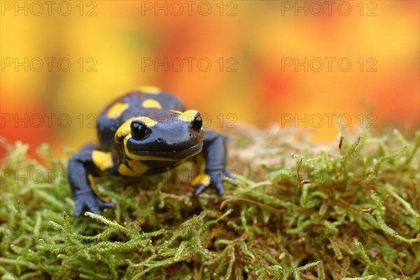 Fire salamander (Salamandra salamandra), running over moss in autumn forest, Indian summer, animal portrait, wildlife, North Rhine-Westphalia, Germany, Europe