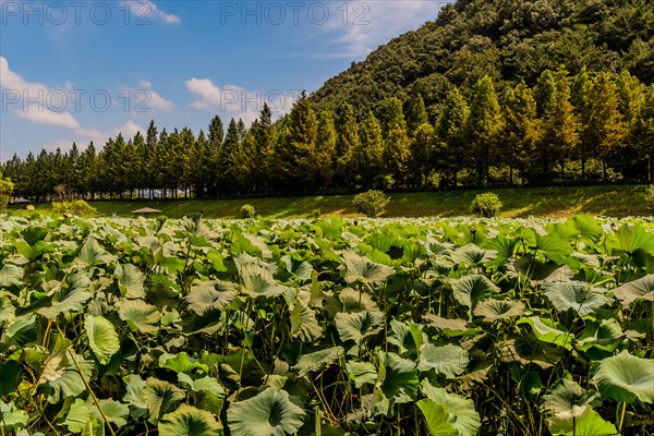 Lily pond in public park with trees and mountain in background under beautiful partly cloudy sky