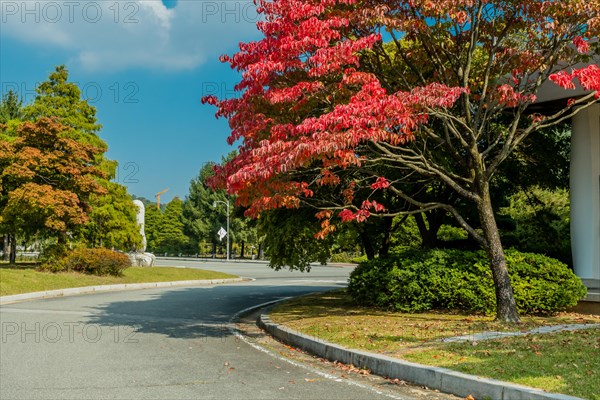 Road through public park with trees beginning to change colors and yellow construction crane against blue sky in background in South Korea