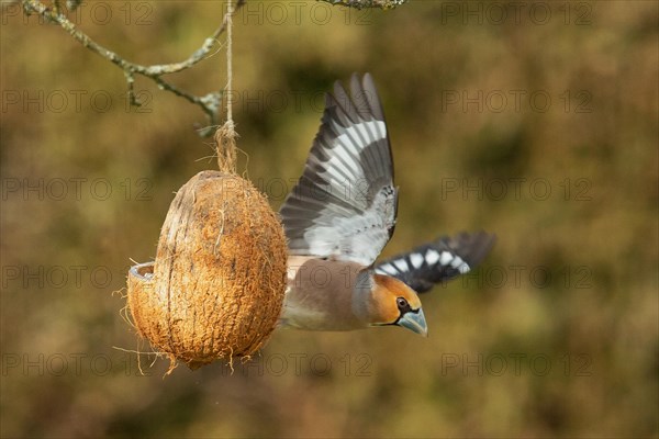 Hawfinch with open wings flying next to feeding dish, looking right