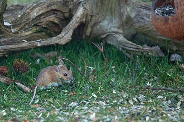 Wood mouse standing in green grass looking right in front of tree root with food bowl