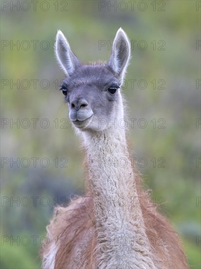 Guanaco (Llama guanicoe), Huanaco, adult, animal portrait, Torres del Paine National Park, Patagonia, end of the world, Chile, South America